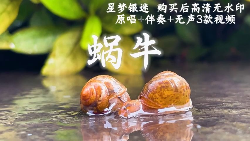 蜗牛视频应用下载链接(蜗牛视频应用下载链接安全吗)下载